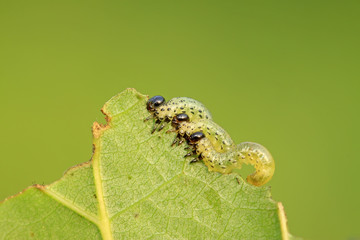 Sawfly larvae on green leaf