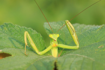 tenodera mantis
