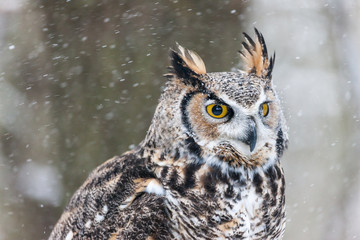 Colour landscape image of a great horned owl in flight shot against a snow winter scene.