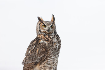 Colour landscape image of a great horned owl in flight shot against a snow winter scene.