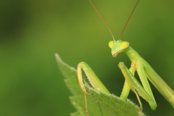 tenodera mantis