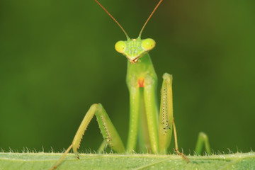 tenodera mantis