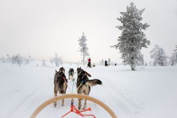 Husky dog sledding in Lapland, Finland