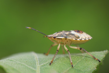 stinkbug on green leaf