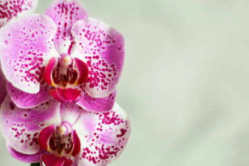 Close up on white and pink orchid, gray background, selective focus, free copy space