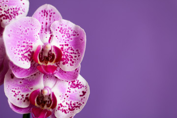 Close up on pink and white orchid, purple background, selective focus, free copy space