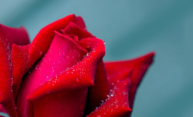 Red rose closeup with water drops. Flowers background.