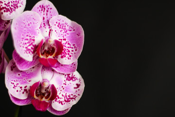 Close up on orchid flowers, selective focus, black background, free copy space