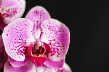 White & pink orchid close up, selective focus, black background, free copy space
