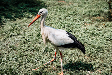 stork, big bird