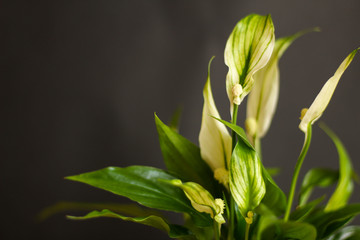 Fototapeta na wymiar Spathiphyllum close up, black background, selective focus, free copy space