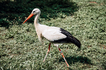 stork, big bird