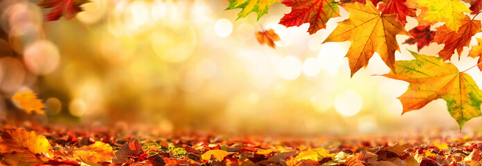 Bunte Blätter im Herbst verzieren einen breiten unscharfen Hintergrund im Wald - obrazy, fototapety, plakaty