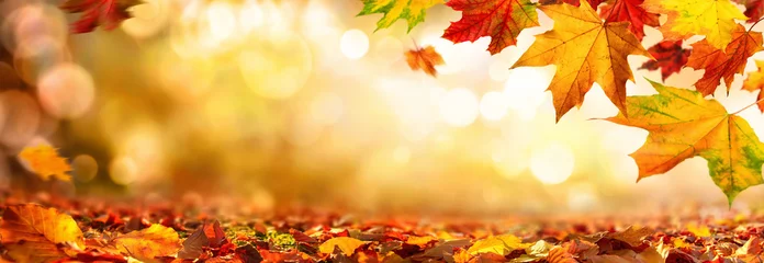Fotobehang Kleurrijke herfstbladeren versieren een brede wazige achtergrond in het bos © Smileus
