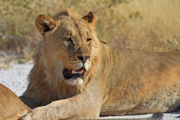 Löwe (panthera leo) auf der Straße im Etosha Nationalpark in Namibia