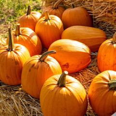 a pleasure for the eyes a pumpkin stall in the village
