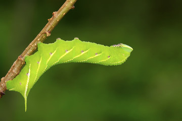 Bean hawkmoth on green leaf in the wild