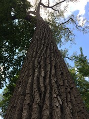 Fototapeta premium looking up perspective of a large tree