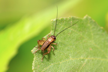 gryllidae insects larva