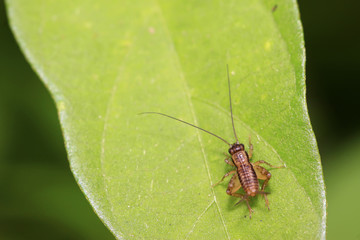 gryllidae insects larva