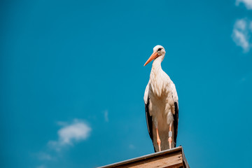 stork, big bird