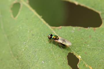 flies insects on the leaves