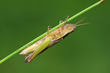 locusts on green leaf in the wild