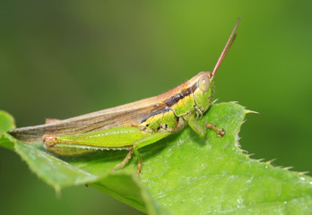 locusts on green leaf in the wild