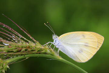 white crataegi