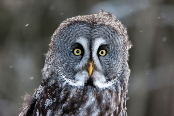 Colour landscape image of a Grey Owl, also known as Gray Owl, perched against a winter woodland scene with snow.