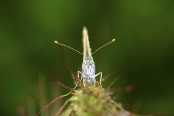 white crataegi