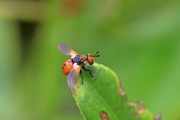 Flies insects on the green leaves