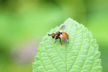 Flies insects on the green leaves