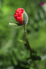 Blooming poppy