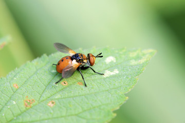 Flies insects on the green leaves