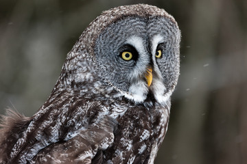 Colour landscape image of a Grey Owl, also known as Gray Owl, perched against a winter woodland scene with snow.