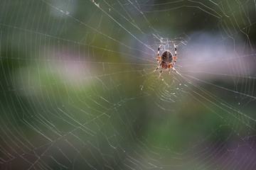 Close-up of the Back of a Cross Spider on Her Web