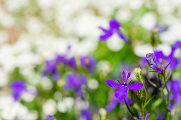A Field of white and purple flowers .