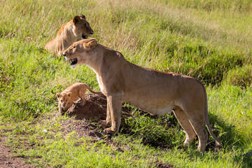Mother Lion Watching Over Her Cub