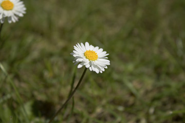 Daisy