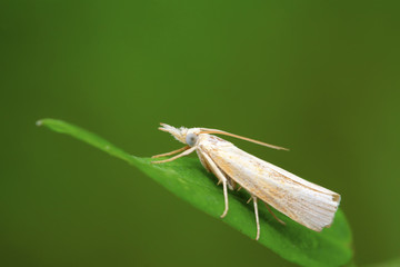 Moth insects
