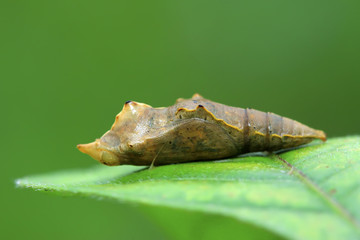 butterfly pupa shell