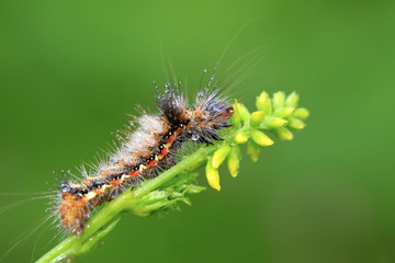 butterfly larvae - caterpillar