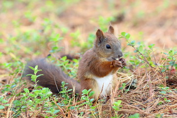 Naklejka na ściany i meble Sciurus vulgaris. Red squirrel found food among the grass