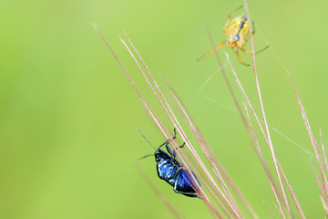 purple stinkbug on green leaf