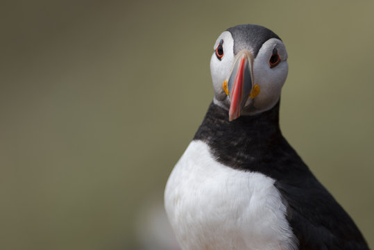 UK, Wales, portrait of Atlantic puffin
