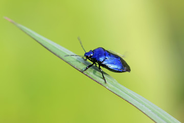 purple stinkbug on green leaf