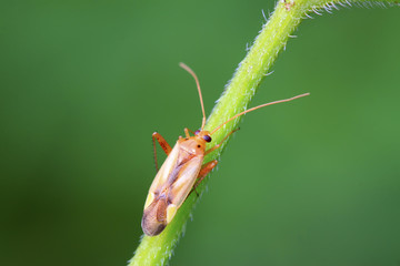 stinkbug on green leaf