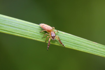 spider