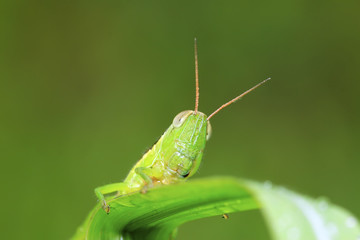 locusts on green leaf in the wild